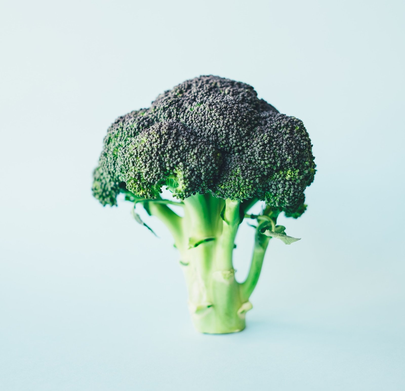 The Nutritional Benefits and Delicious Ways to Enjoy Broccoli